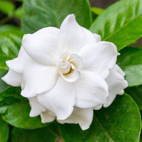 cold hard gardenia plants.